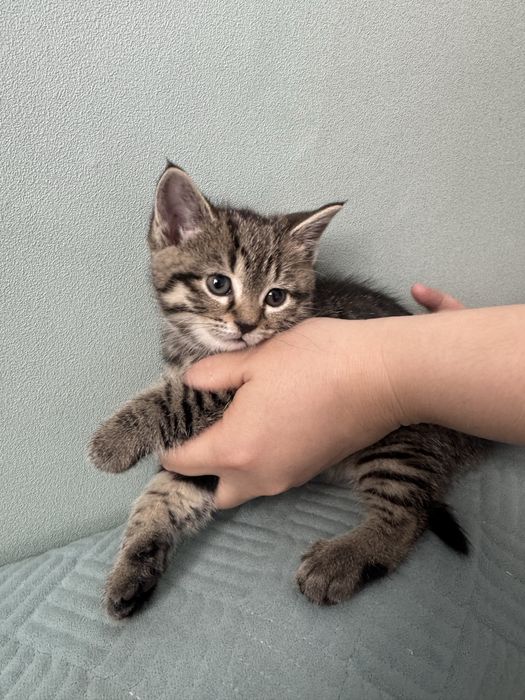 Котенки пародистые