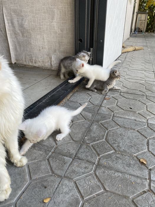 бесплтно в добры