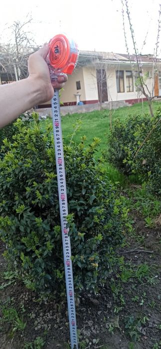 Шамшод кочати бор bo'yi 20 cm dan boshlanadi Shamshod ko'chati bor .