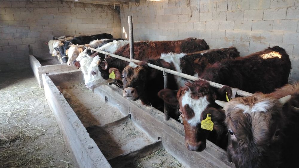 Продам бычков 20 голов