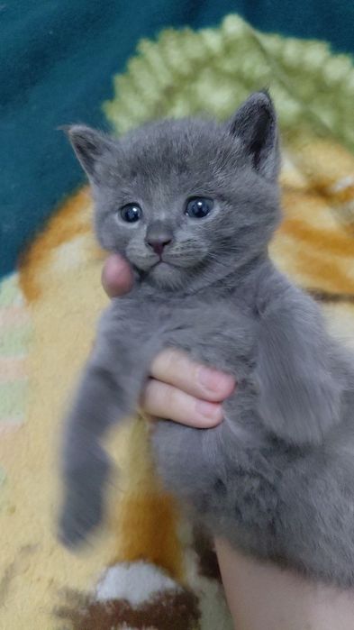 Мушук сотилади. Маьлумот учун телефон курсатилган.