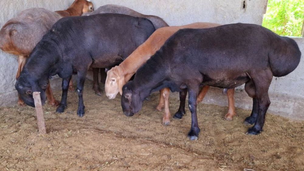 Qoylar sotiladi qurbonlikka