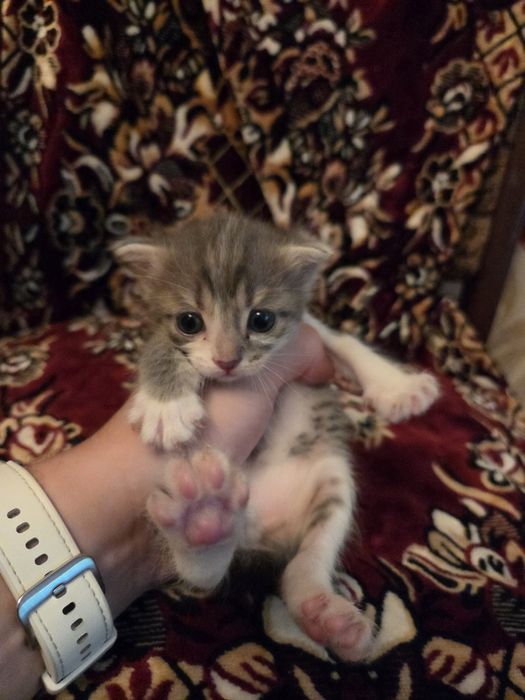Котята бесплатно