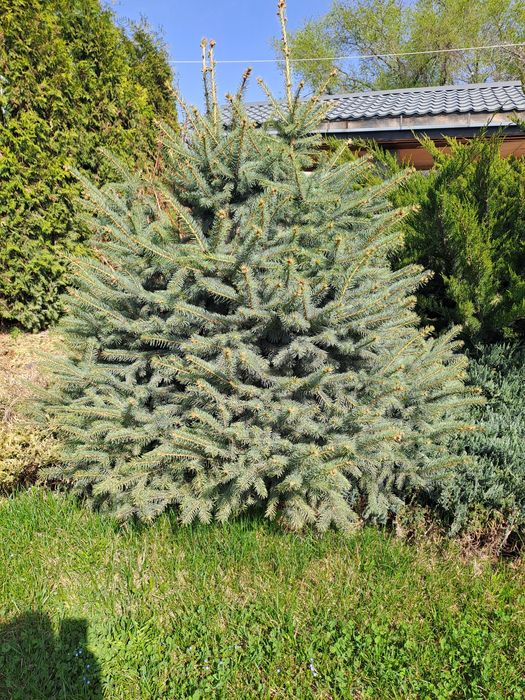 Продаю туи,можжевельники