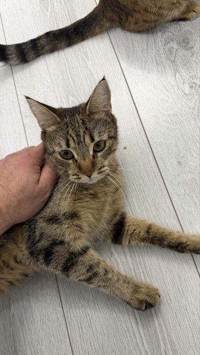 Котята помись с бенгалами