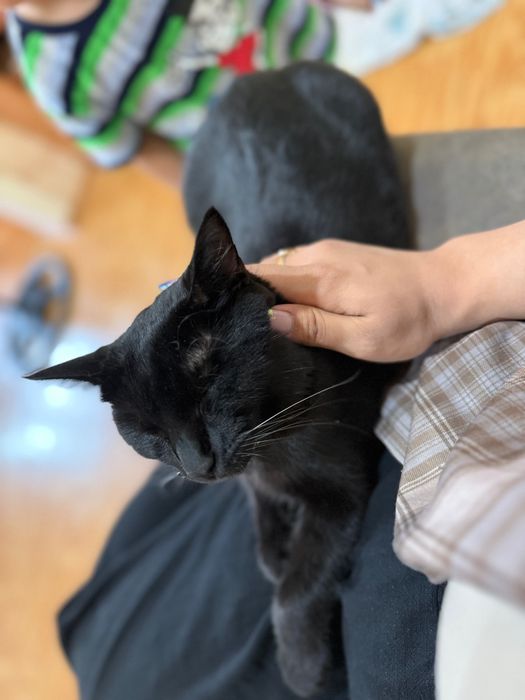 Отдам Кота в добрые руки