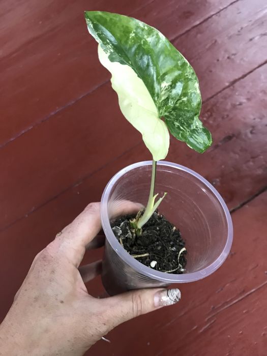 Сингониумы разные сортовые 2000