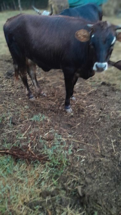 Vând vaca de 7 luni