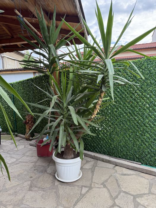 Големи цветя Юка 200см