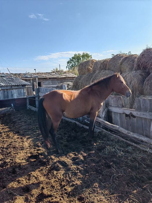 Продам Жеребца 2.5 года