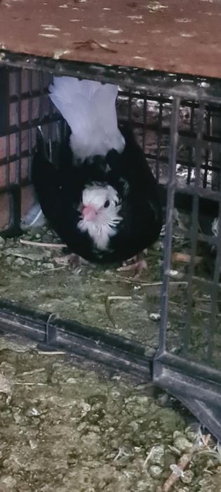 Vand Jucatori de Amara