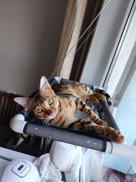 Продам катенка бенгала