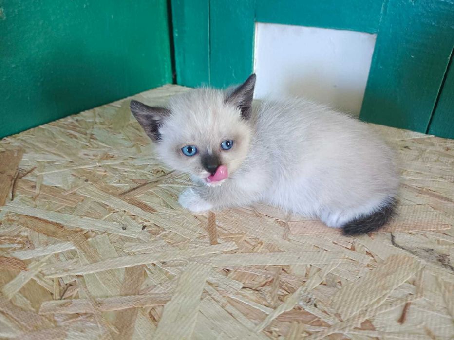 Отдадим милых котят срочно