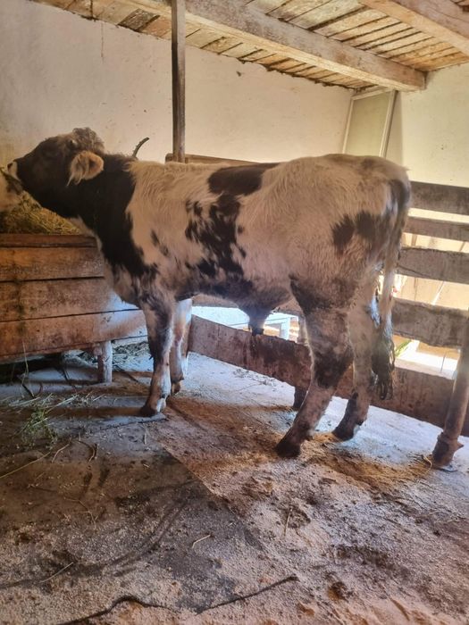 Vând  doi viței foarte  buni