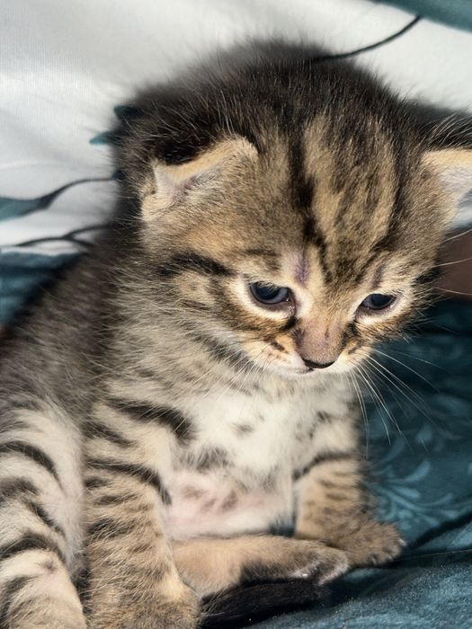 Вислоухие котята