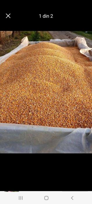 Transport gratuit porumb cu 1.20 kg va servim la domiciliu da