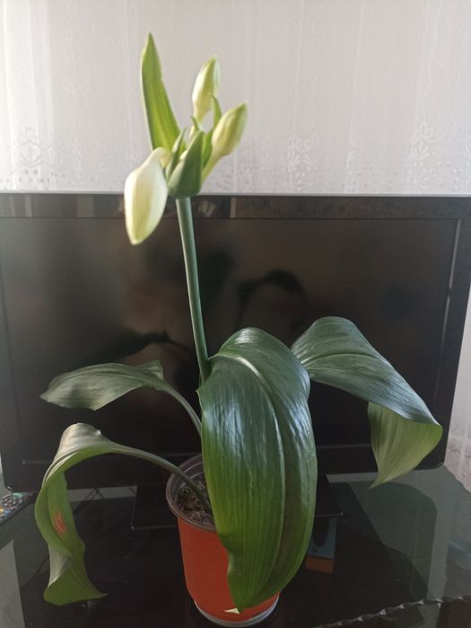 Амазонка лилия ко