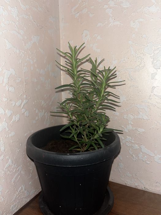 Розмарин пищевой ароматный