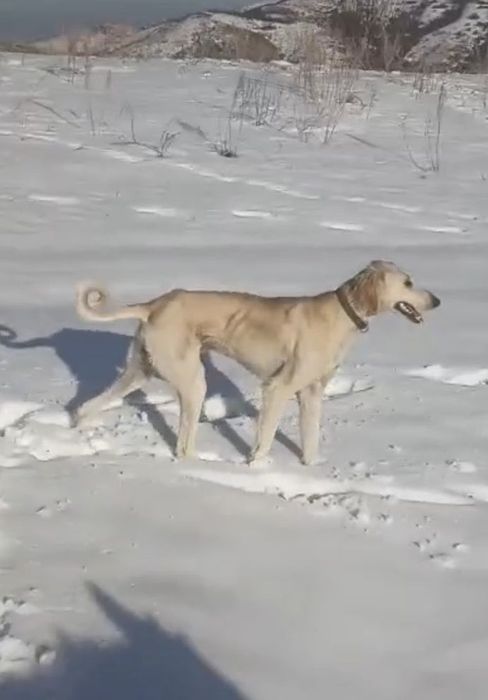 Тазы жоғалды еркек