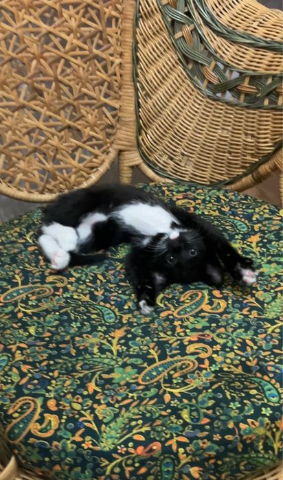 Ищу хозяина котенку
