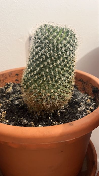 Cactuși și plante suculente de vânzare – în ghiveci