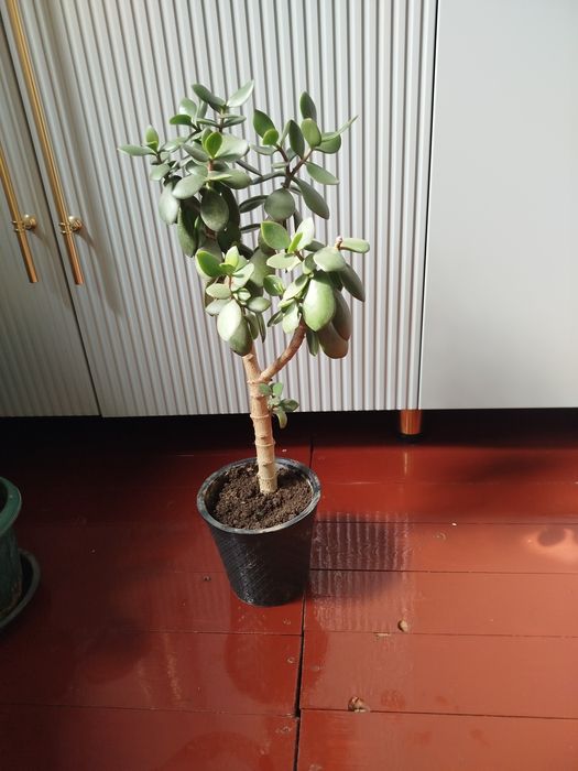 Продам толстянку