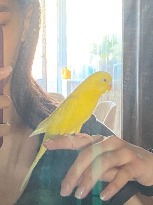 Попугай девочка,ручная