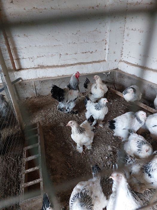 Куры брама чистокровные