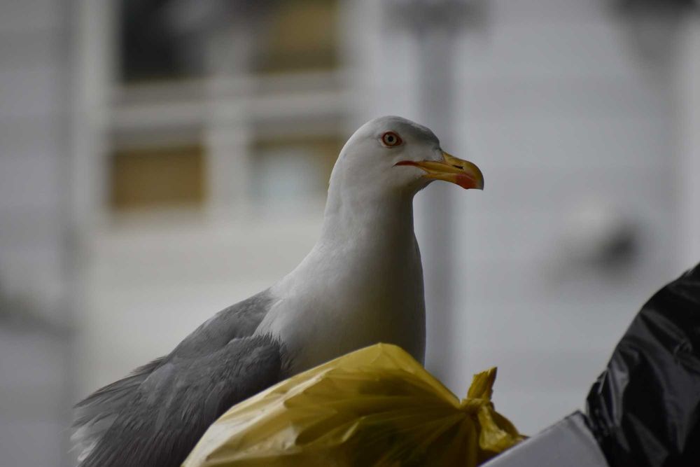 Професионален фотограф – портрети, тържества, София и региона