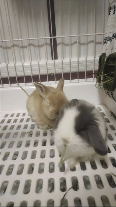 Siz erisha olmagan, bolalikni farzandingizga bering