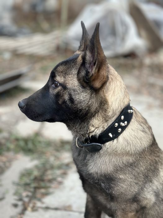 Бельгийская овчарка малинуа