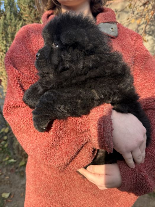 Прекрасные щенки чау чау