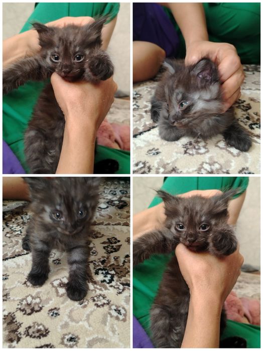 МЕТИС Красивые котята ищут любящий дом!
