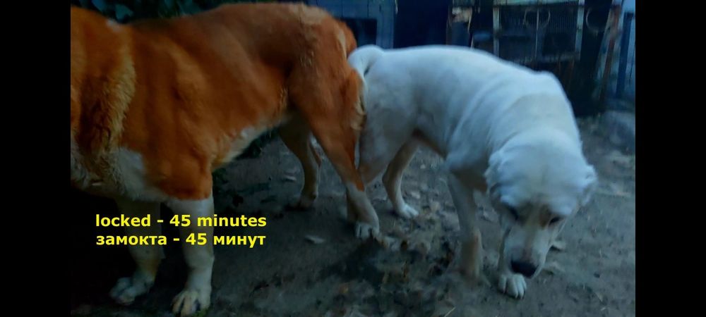 Продаются 2-х месячные щенки. Төбета.