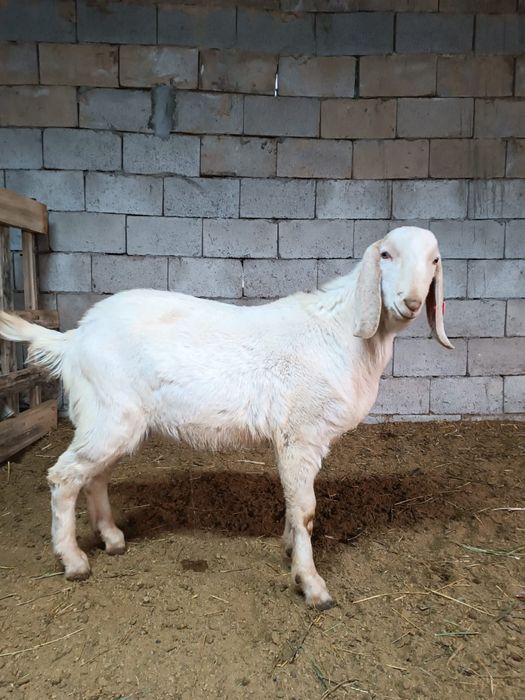 козы козлы козлята