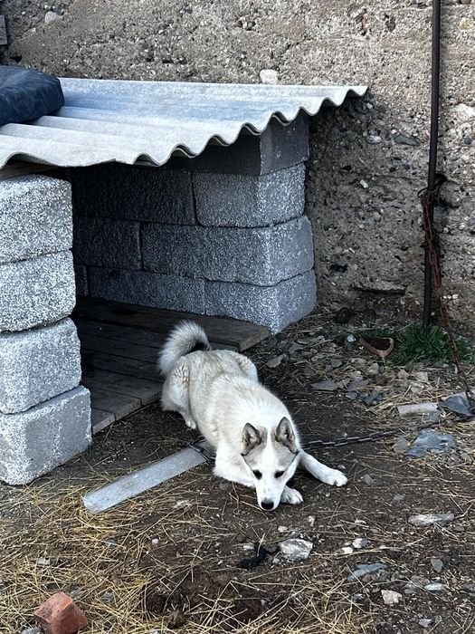 Лайка 5 айлық таза