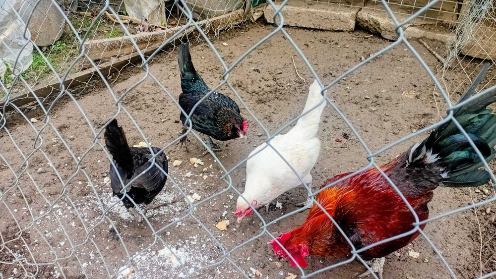Vând 4 pui pitici, 3 găinușe și 1 cocoș, 150 lei