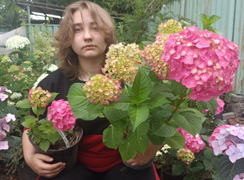 Бесконечное лето Зимостойкая, ремонтантная гортензия крупнолистная  4