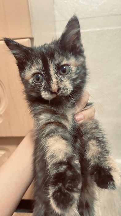 Очень добрые Котята, отлично подойдут для дома!