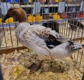 Rate rasa Streicher - ultima pereche disponibila