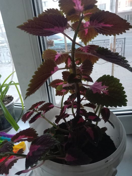 Цветы комнатные не дорого