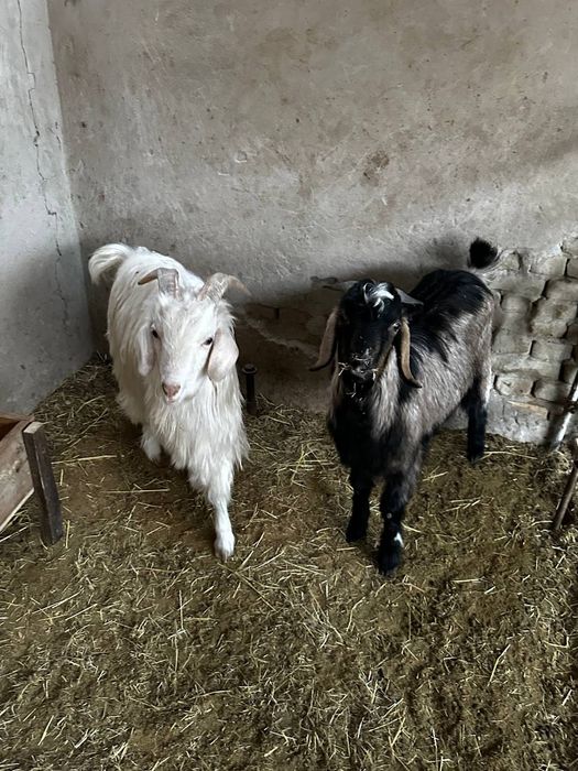 Такачалп соиилади