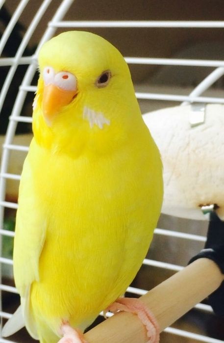 Албинос папугай сотилади