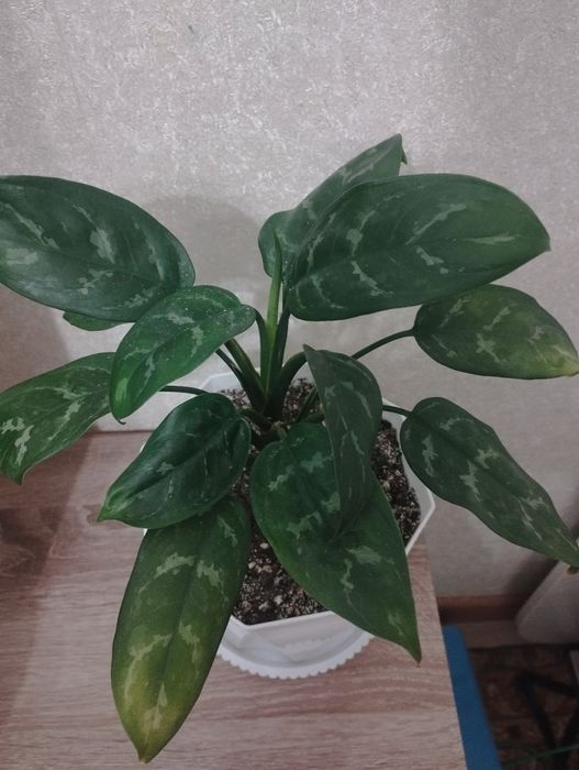 Комнатные цветы: аглаонема, район Евразии