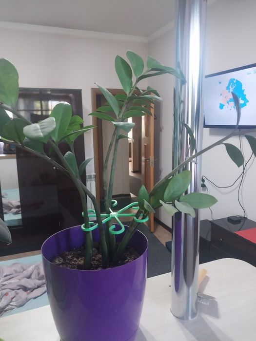 Комнатные цветы срочно