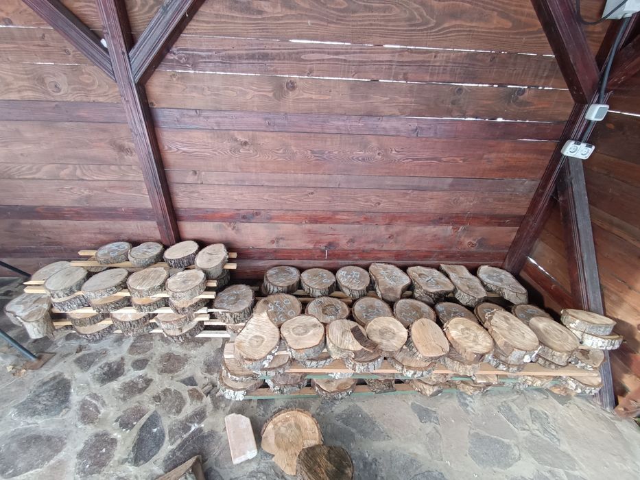 Blaturi/cherestea  Nuc 100 ani vechime