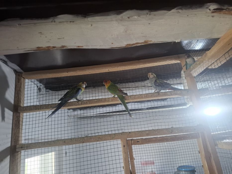 Turturele australiene și răzătoare
