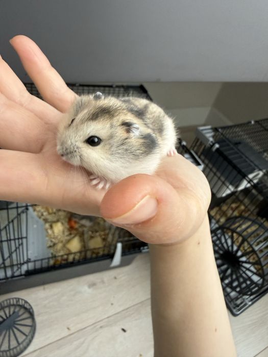 продам хомячков джунгарики