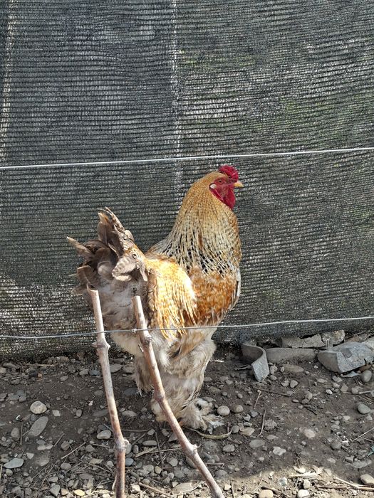 De vanzare cocosi de rasa