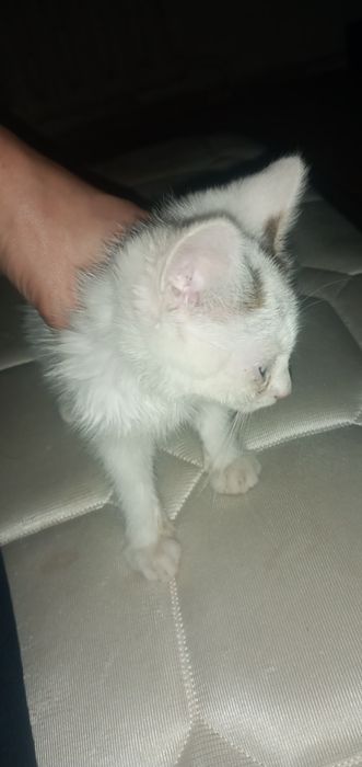 Отдам котёнка 2 месяца